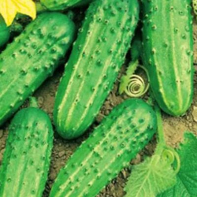 خيار كوكي F1