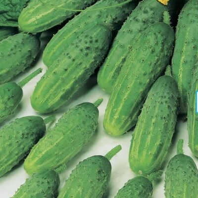 خيار هيرميس F1