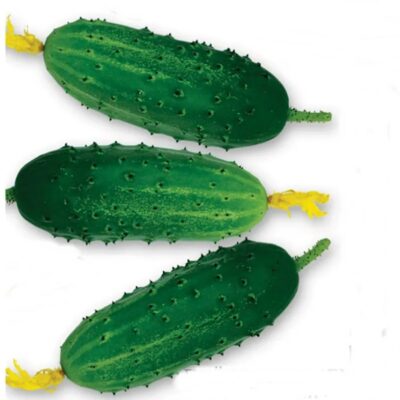 خيار نايس F1