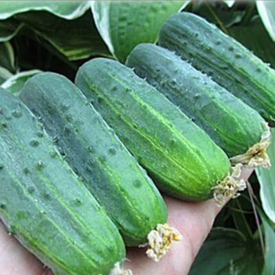 خيار مخلل F1