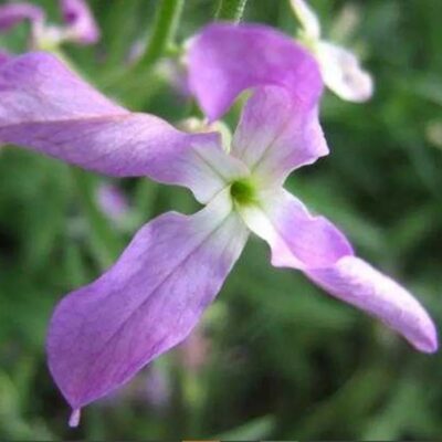 زهور مخزون المساء