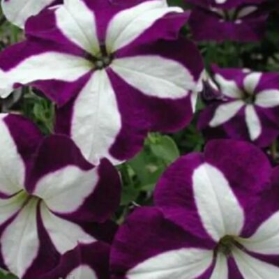 زهور بتونيا بلو ستار F1