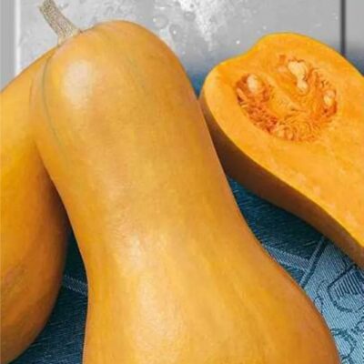 يقطين أراباتسكايا