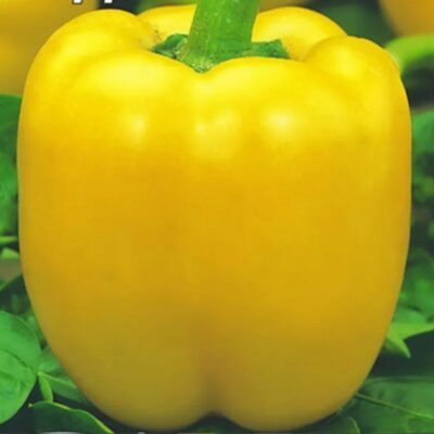 Sweet Pepper California Miracle Gold