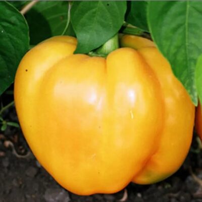 Sweet Pepper Golden Jubilee