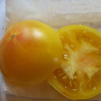 Tomato Vernissage Yellow