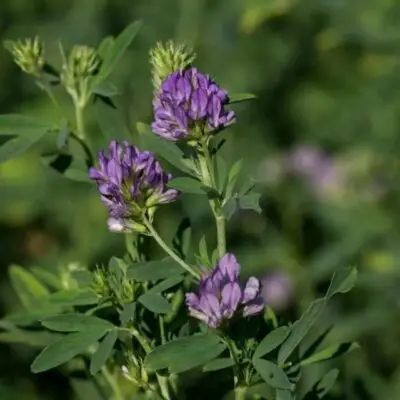 برسيم الفالفا