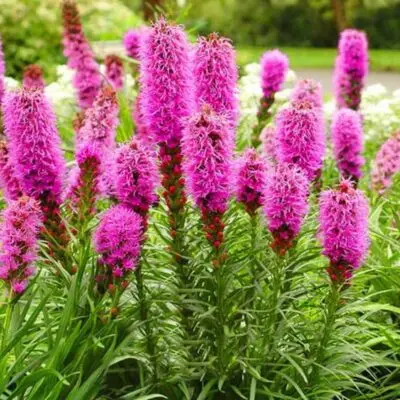 هور لياتريس شائك وردي زهرة برية معمرة تنمو في مناطق السافانا والبراري الجافة والصخرية. يمكن العثور على هذه النباتات في جميع أنحاء وسط وشرق الولايات المتحدة. النوع الأكثر شيوعًا في الشرق له