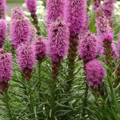 Liatris Spinky Pink