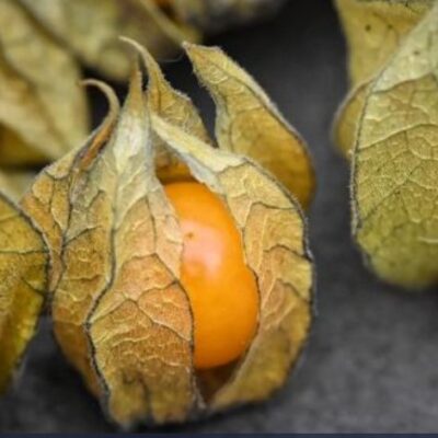 حرنكش برتقالي