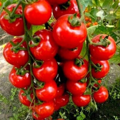 طماطم شيري بيضاء الثلج