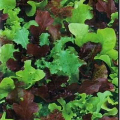 خس بيبي متنوع احمر واخضر