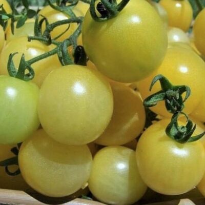 طماطم شيري بيضاء الثلج