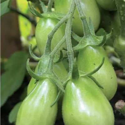 طماطم كمثري الزمرد