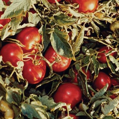 طماطم هاينز