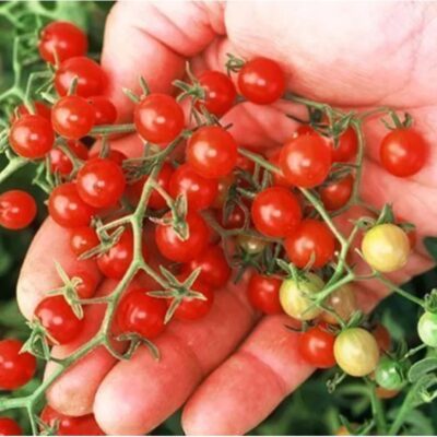 طماطم الكشمش الحمراء