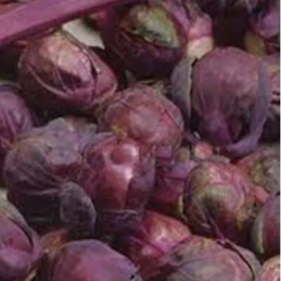 براعم بروكسل روزيلا