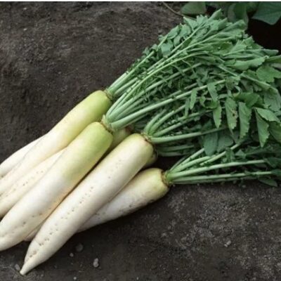 فجل ابيض دايكون الياباني