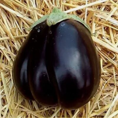 باذنجان الوسيم