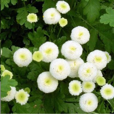 زهور كرة الثلج الطرخون