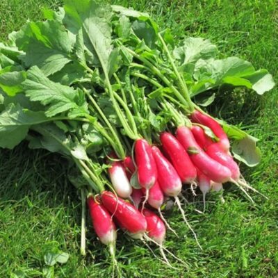 فجل فرنسي بوهينيا