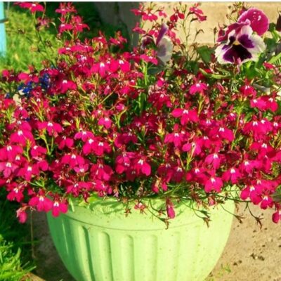 زهور لوبيليا روزاموندا حمراء