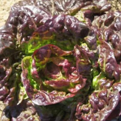 خس مارافيلا