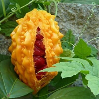 خيار هندي مومورديكا كريلا