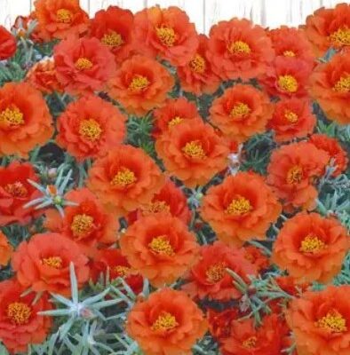 زهور الرجلة البرتقالية