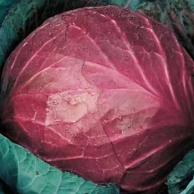 ملفوف الأحمر جاكو