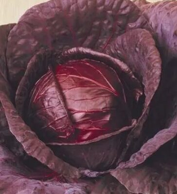 ملفوف الأحمر جاكو