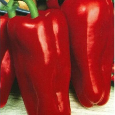 فلفل حلو أتلانتا