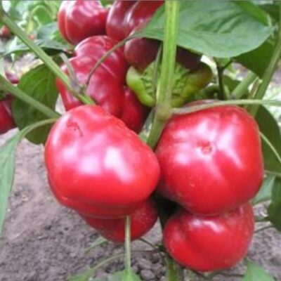 فلفل حلو كولوبوك