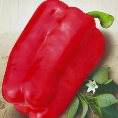 فلفل حلو احمر المعجزة