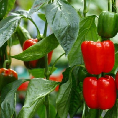 فلفل حلو احمر المعجزة