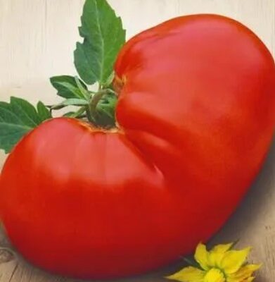 طماطم مخلب الدب