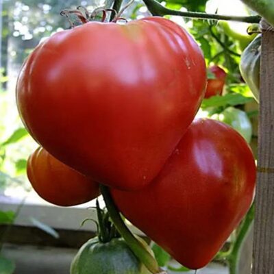 طماطم قلب الثور الأحمر