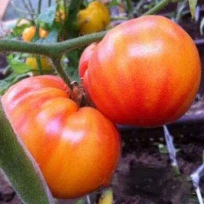 طماطم الحرباء