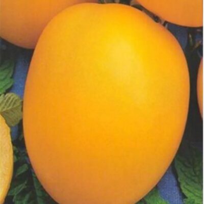 طماطم دي باراو العملاقة الصفراء