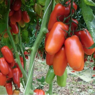 طماطم كيبيتس