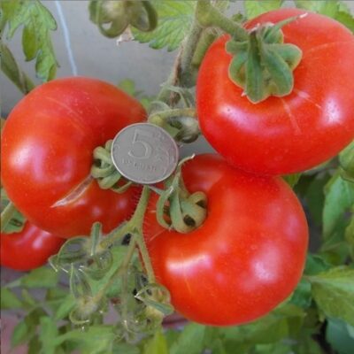 طماطم موبايل