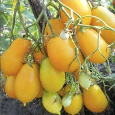 طماطم أوبيرج