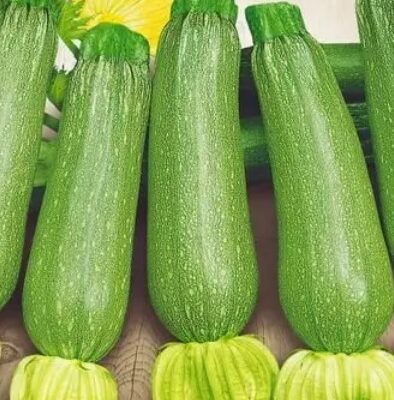 كوسة سكفورشكا فاتح