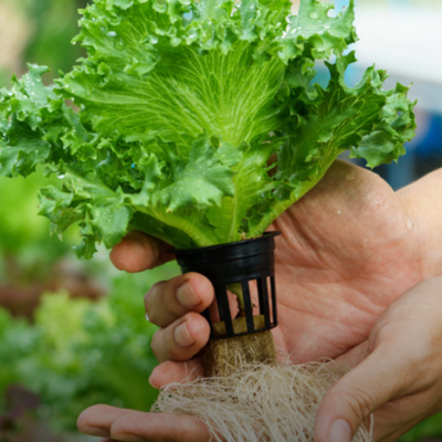 زراعة مائية