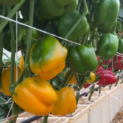 زراعة مائية