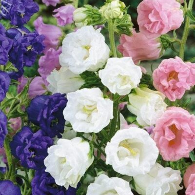 زهور الجرس مشكلة