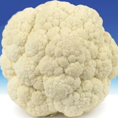 قرنبيط بايونير ديس