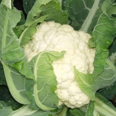 القرنبيط روبرت