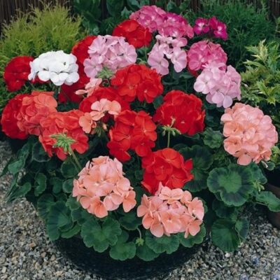 زهور إبرة الراعي متنوعة