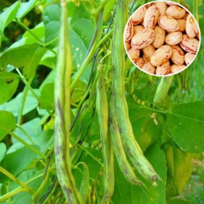 فاصولياء قطبية مجعدة جيمينيز